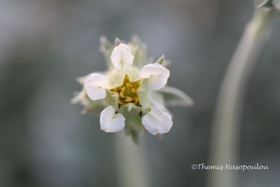 Potentilla deorum.- endemita del M. Olimpo, Grecia